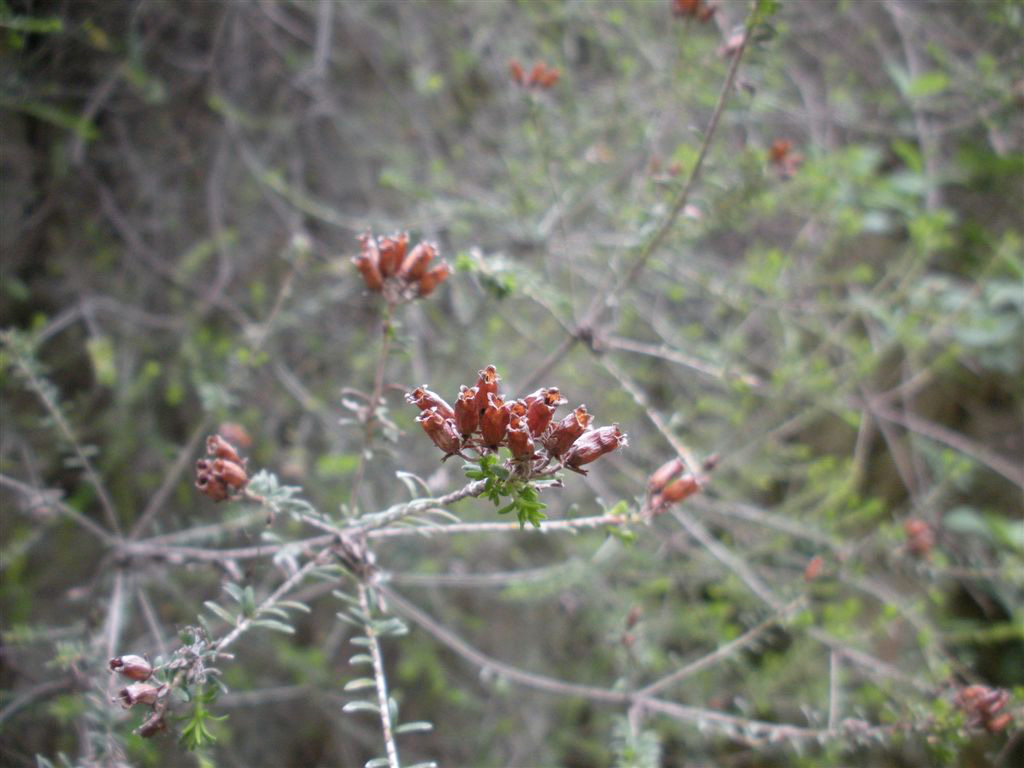 Erica terminalis / Erica tirrenica